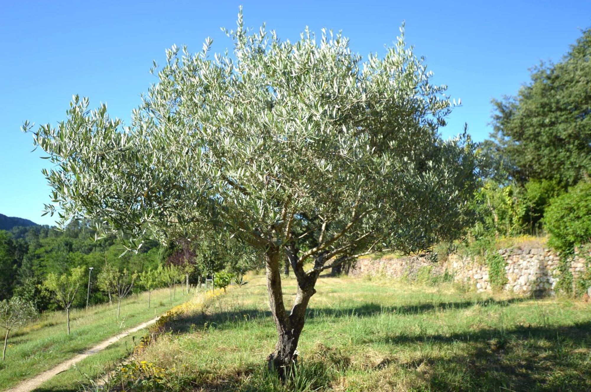 Mas Des Druilles Panzió Generargues Kültér fotó
